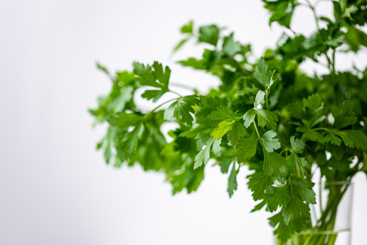 Parsely, green, healthy — Dr Andrew Hummel - A Decade of Excellence in Surgical Anesthesia and Leadership