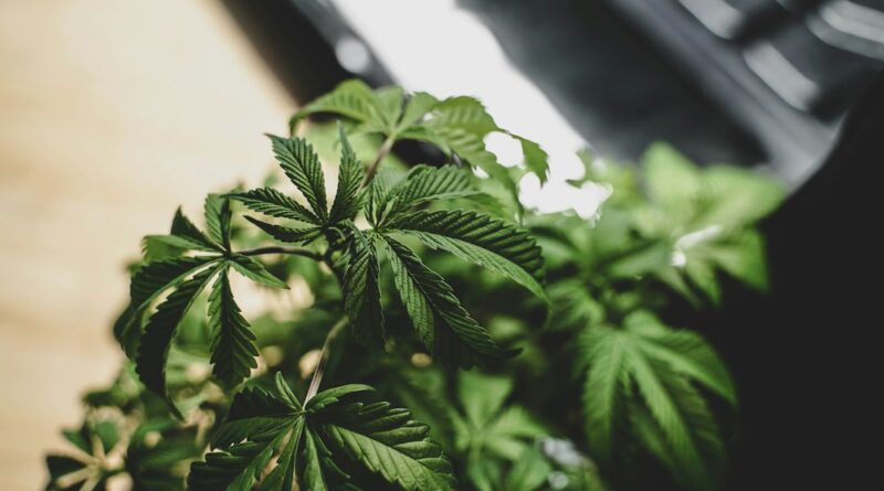 Close-up of cannabis leaves against a blurred background